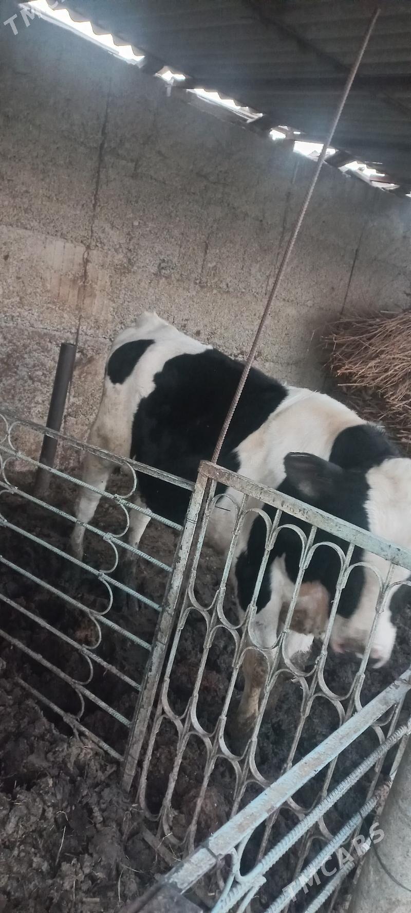 oküz - Büzmeýin - img 1