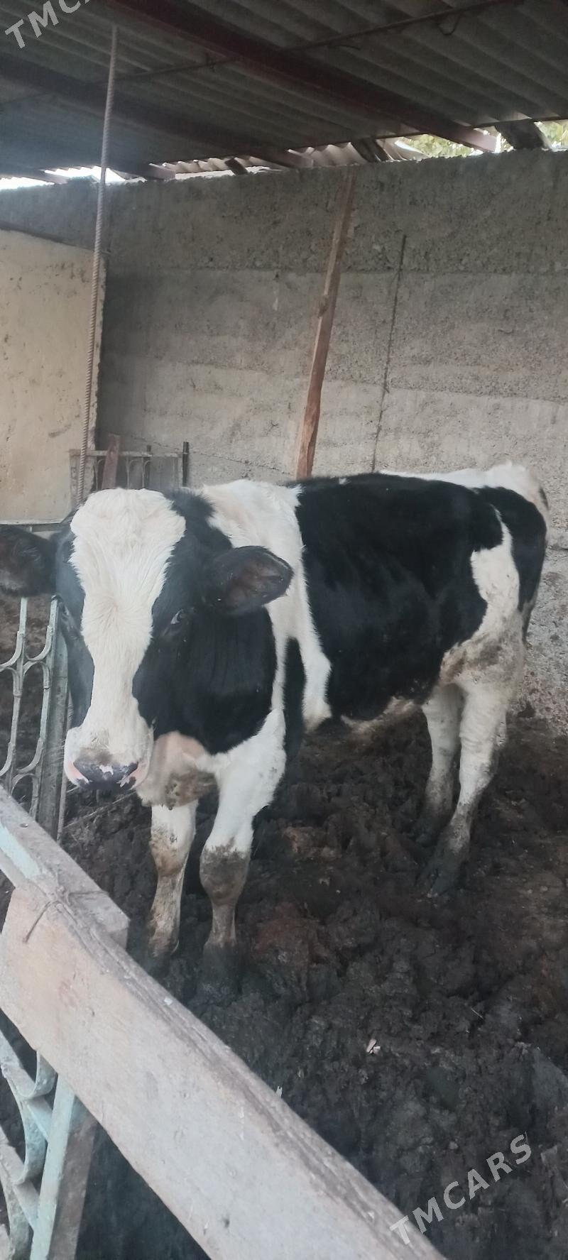 oküz - Büzmeýin - img 3