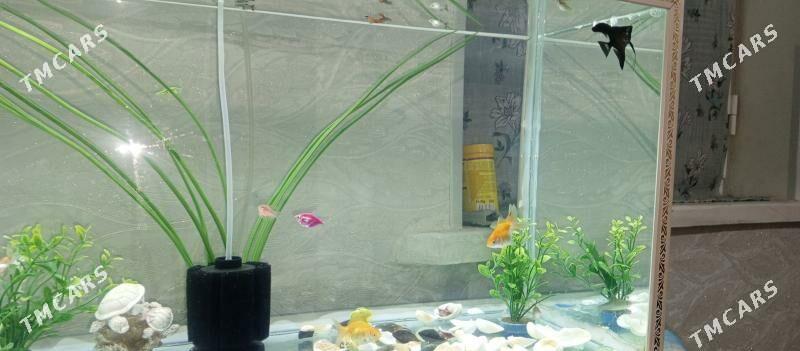 Akwaryum - Aşgabat - img 3