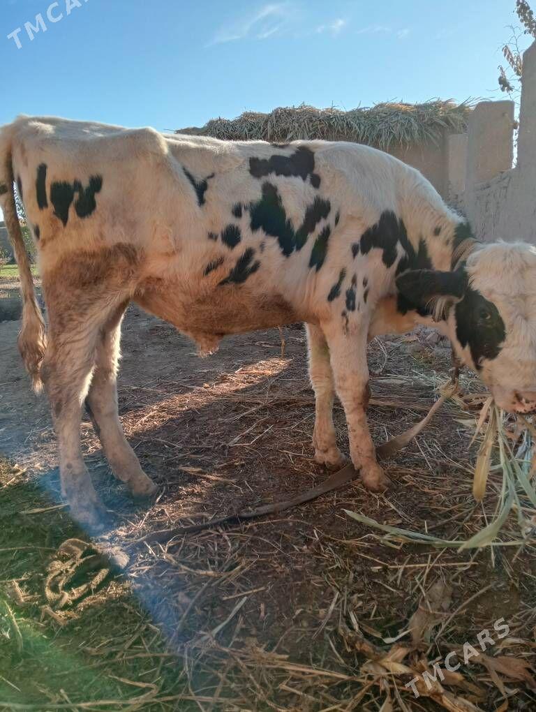 канатка - Шабатский этрап - img 3