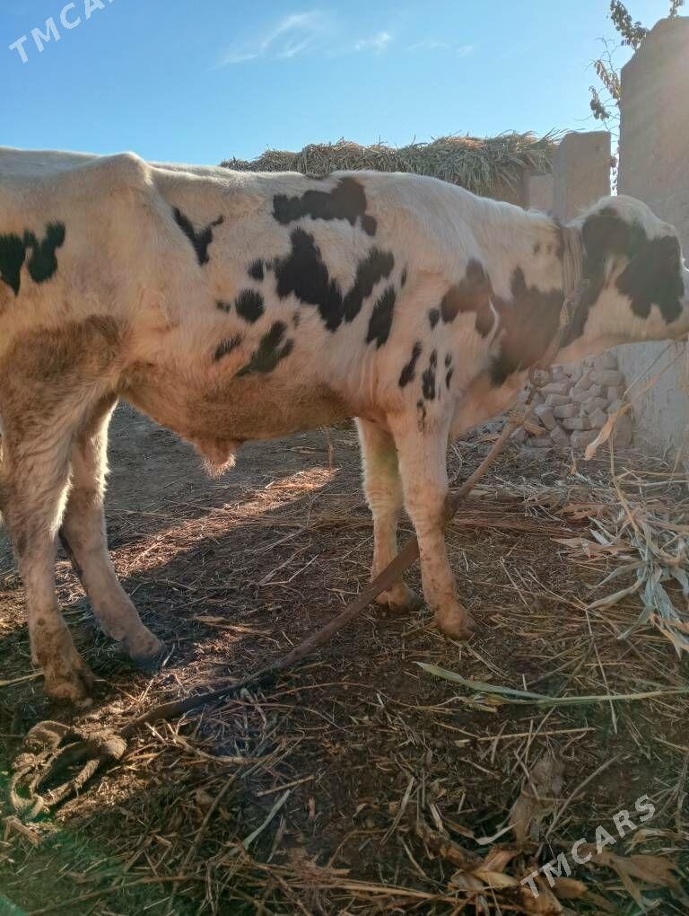 канатка - Шабатский этрап - img 2