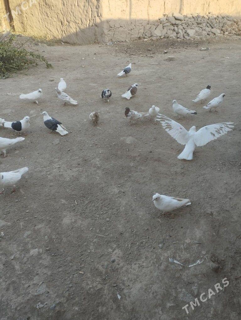 Kepderi - Дашогуз - img 3