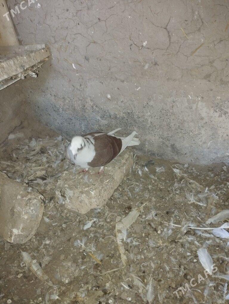 Kepderi - Дашогуз - img 4