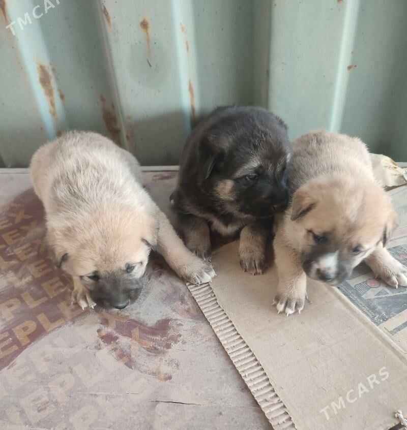 Щенки для хорошей семьи - Aşgabat - img 2