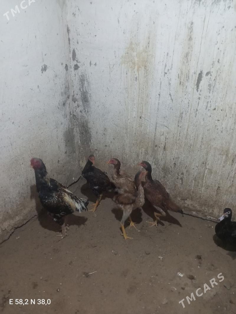 Towuk - Ашхабад - img 2