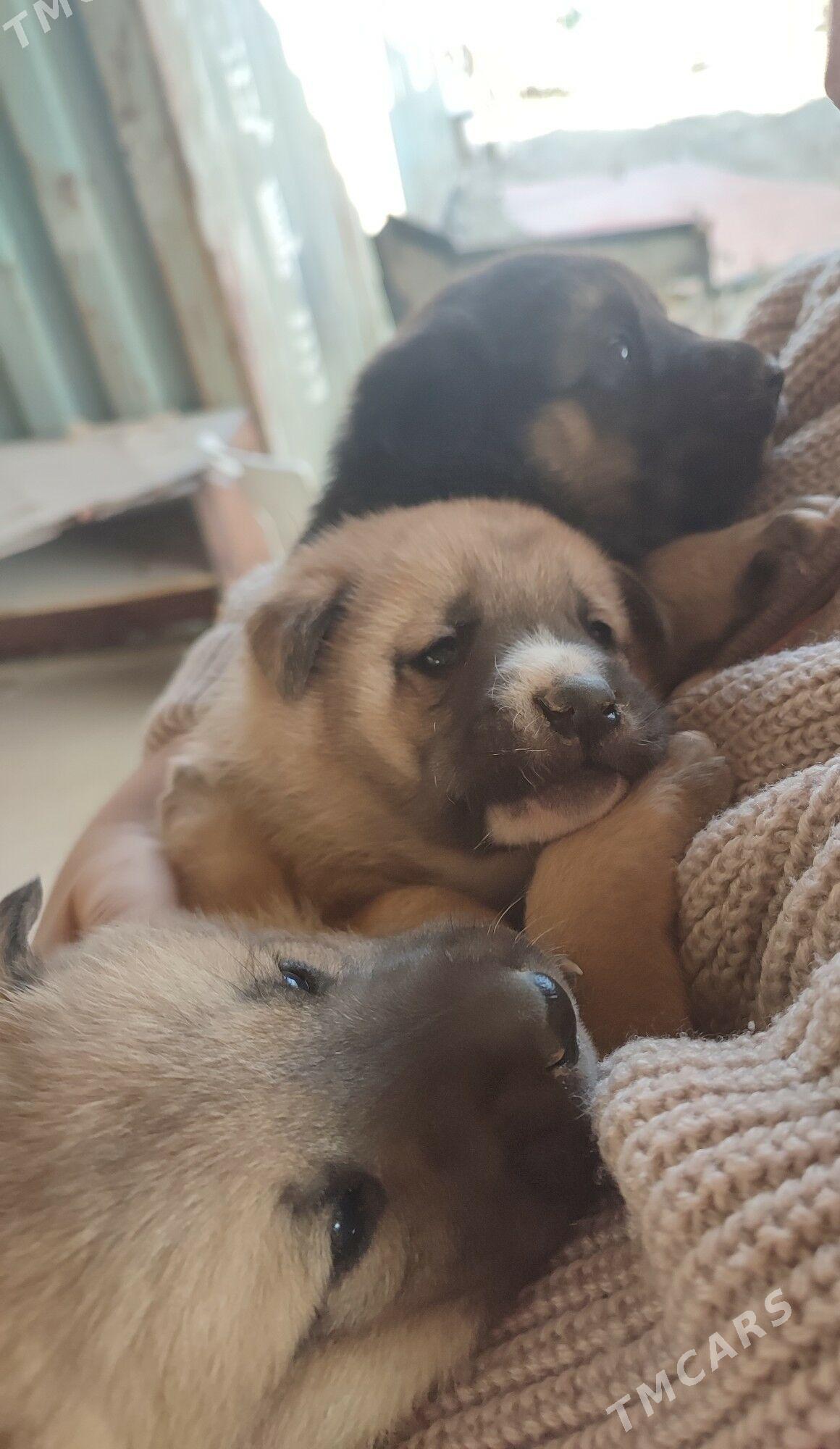 Щенки для хорошей семьи - Aşgabat - img 3