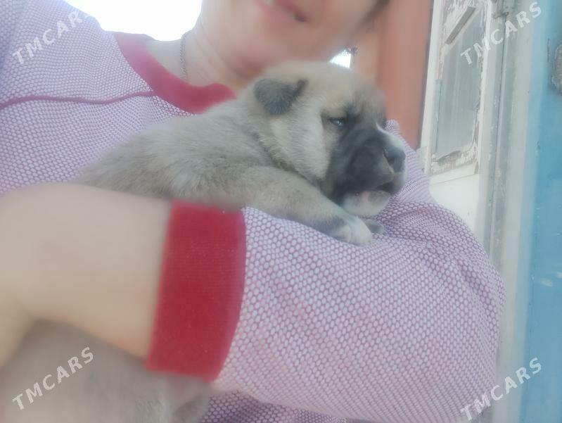 Щенки для хорошей семьи - Aşgabat - img 4