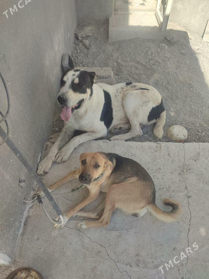 Щенки для хорошей семьи - Aşgabat - img 5