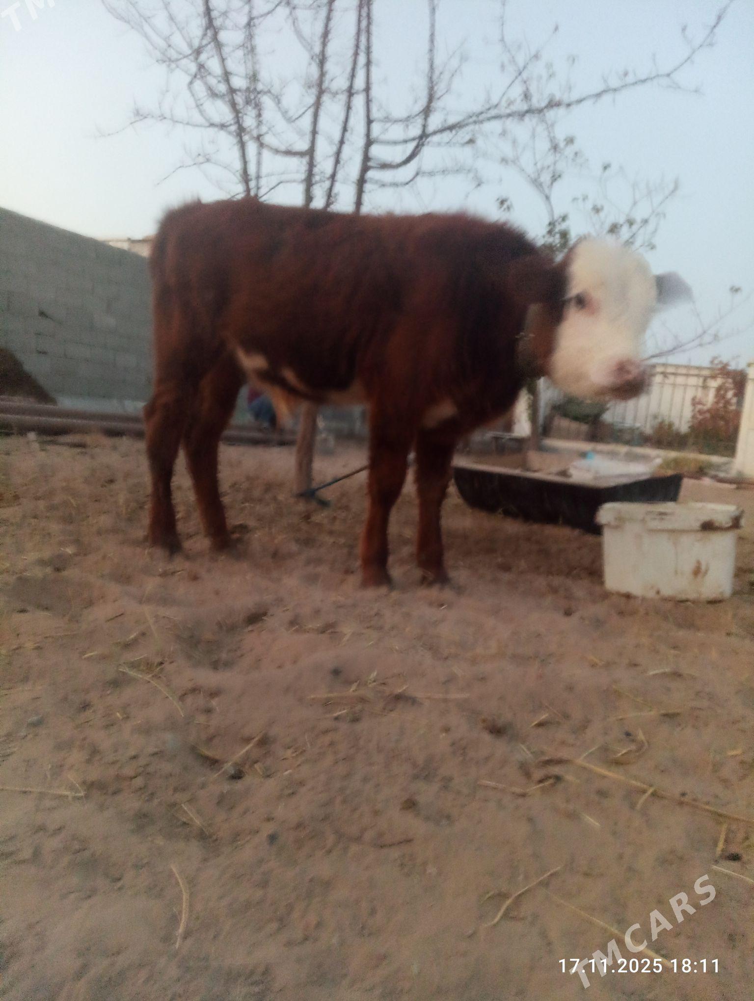 Göleli sygyr - Aşgabat - img 3