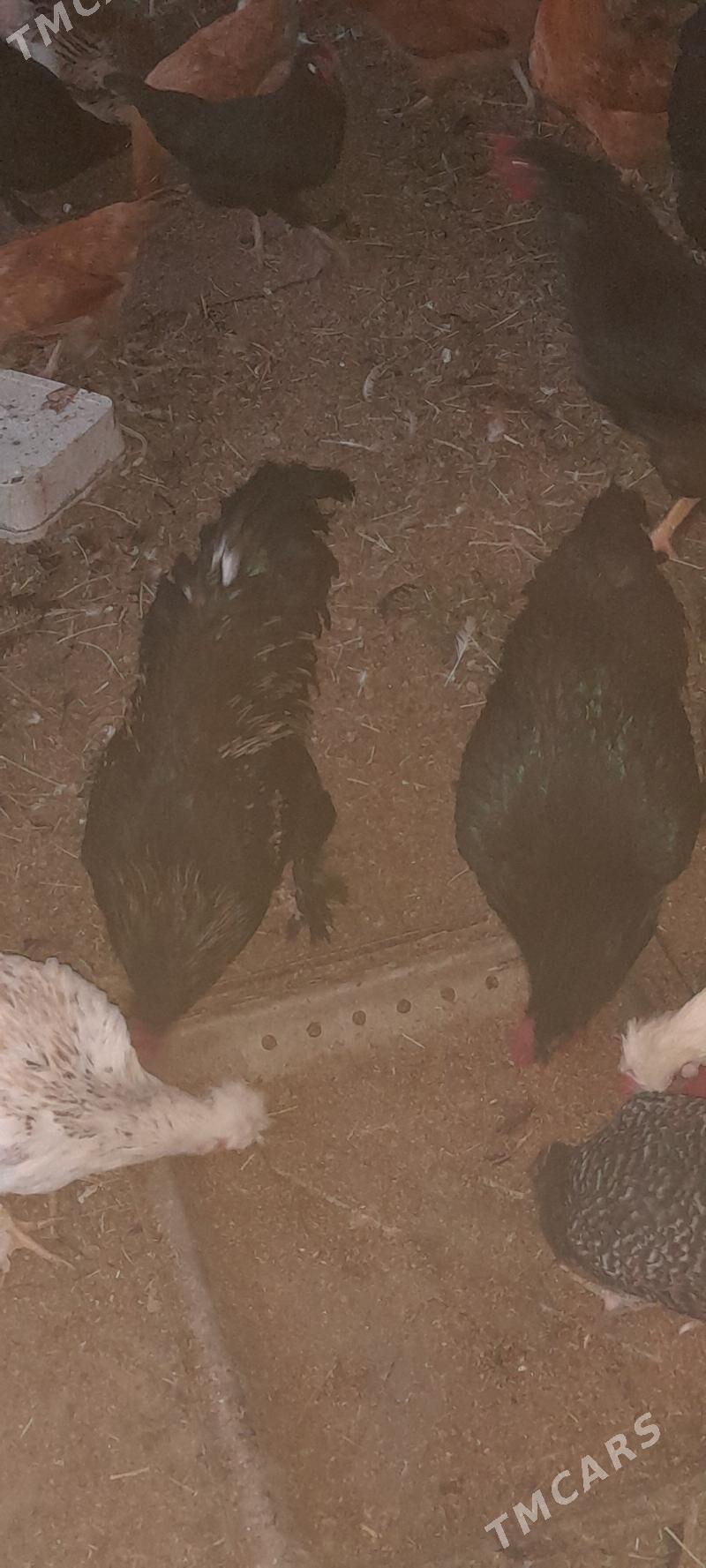 brama - Бахарден - img 4