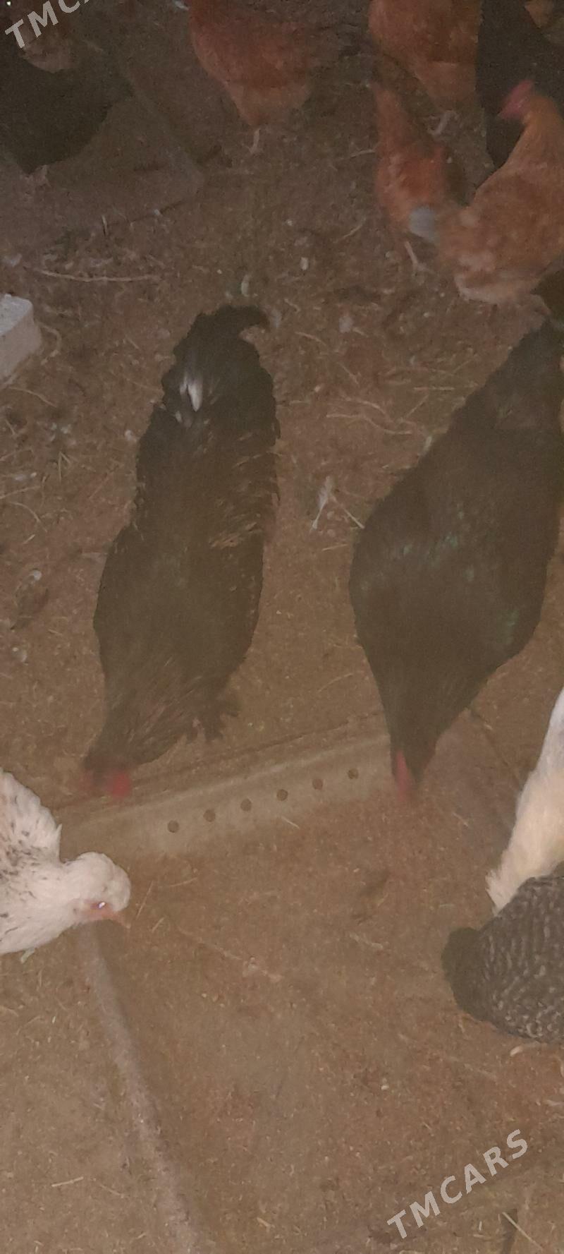 brama - Бахарден - img 5