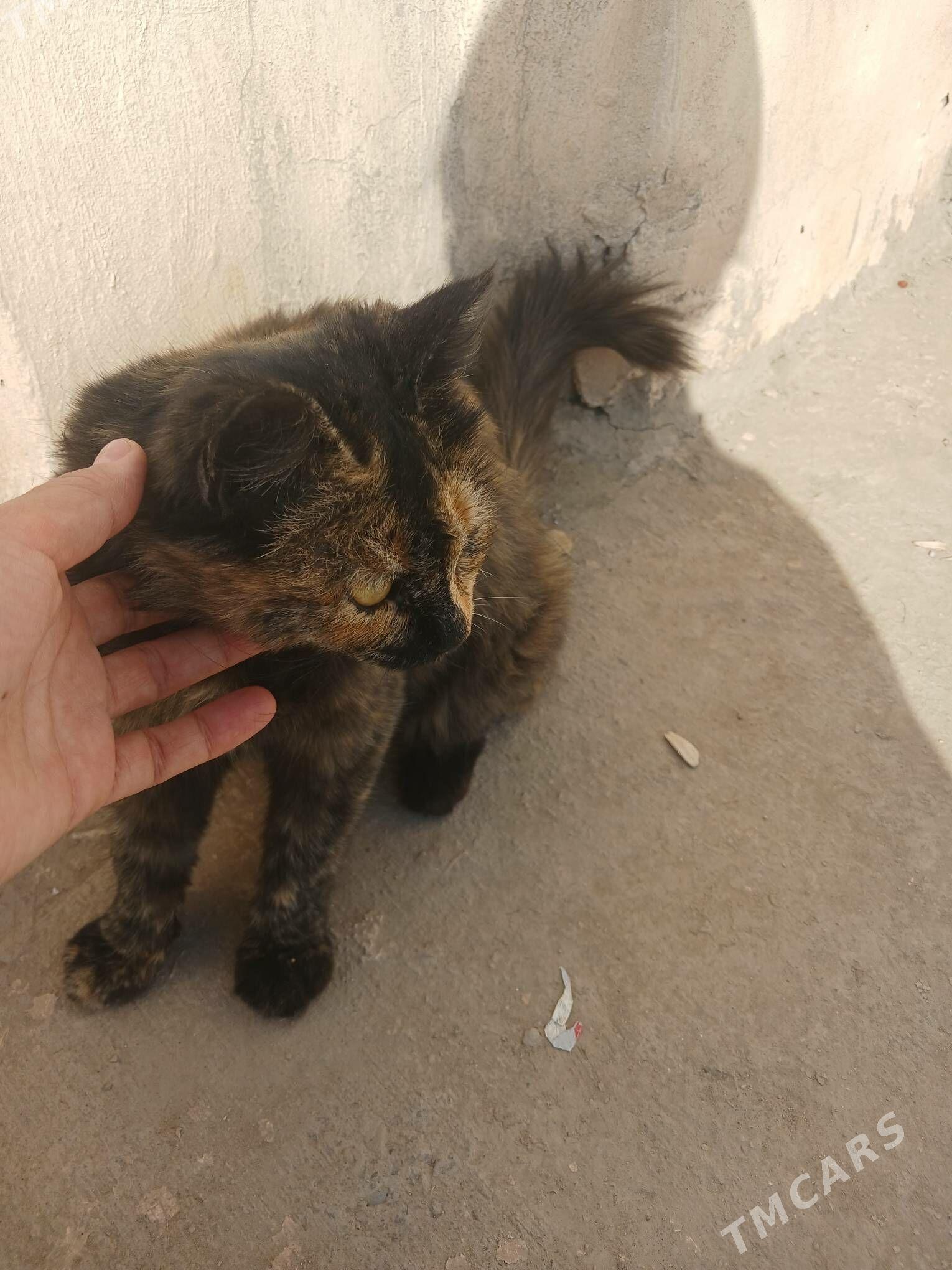 Котёнок-подросток - Türkmenabat - img 5