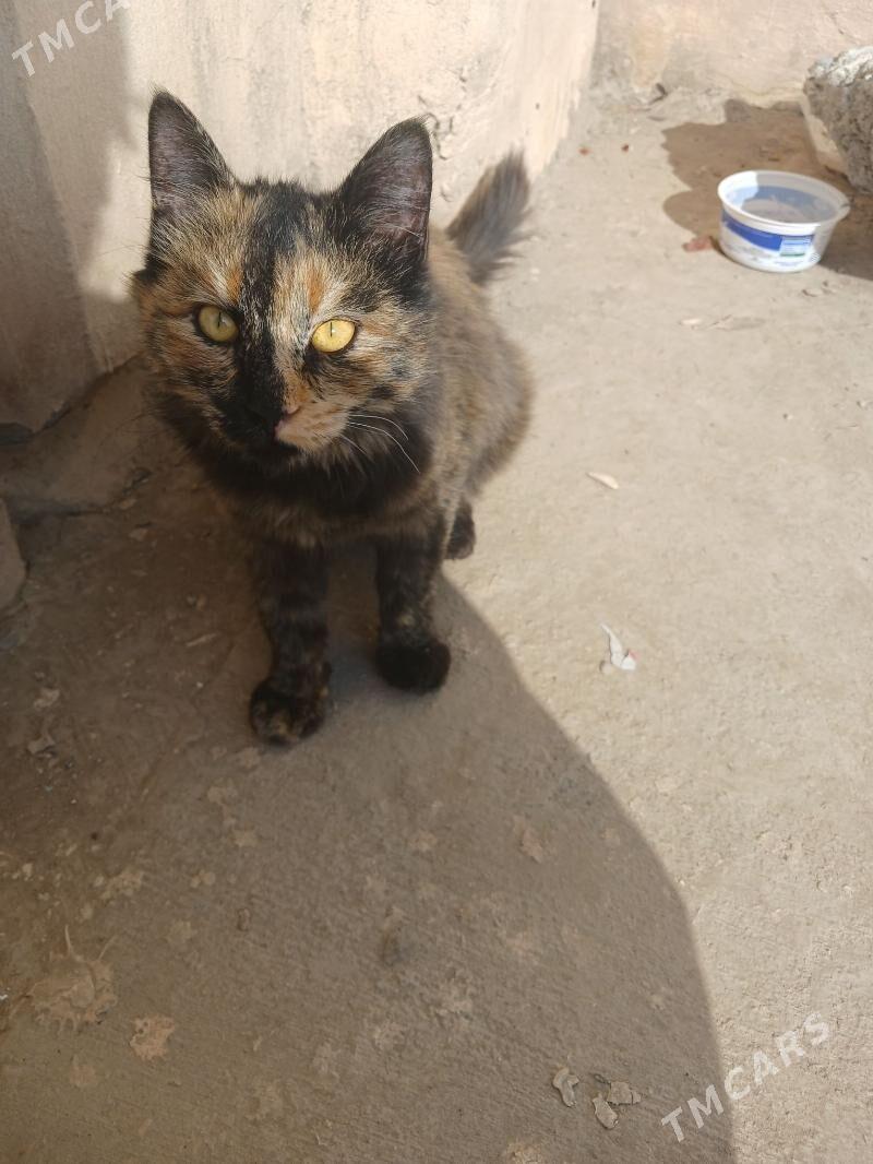 Котёнок-подросток - Türkmenabat - img 2