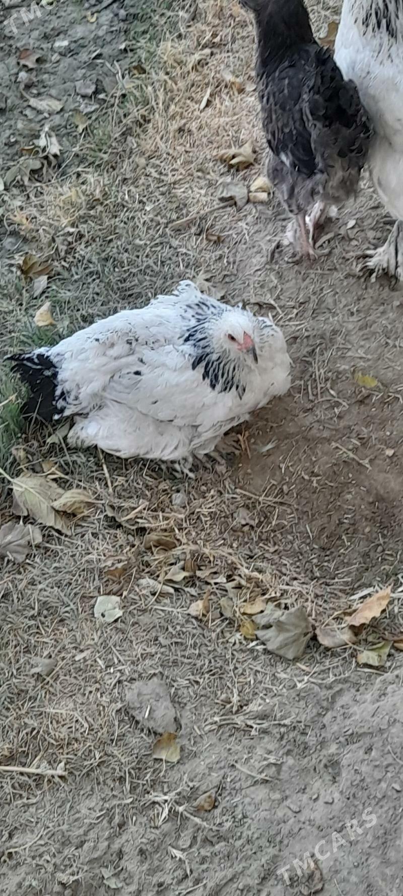 brama - Бахарден - img 3