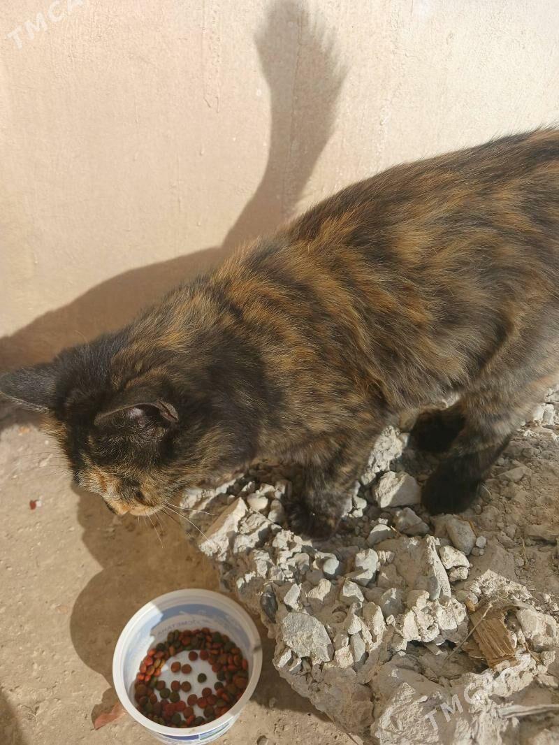 Котёнок-подросток - Türkmenabat - img 4