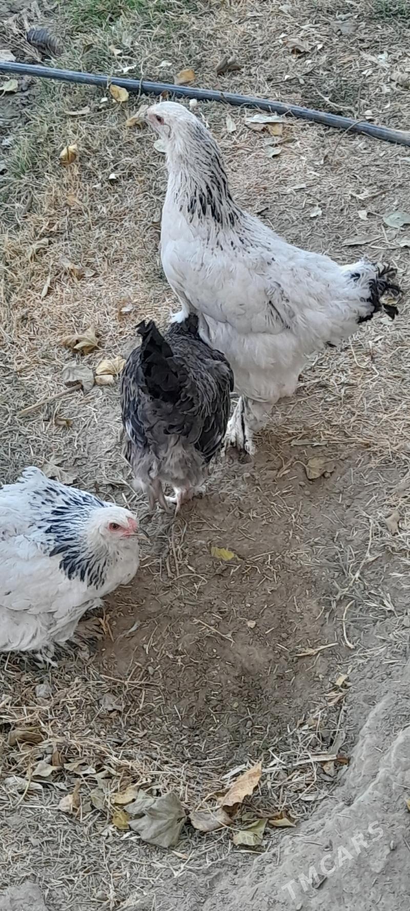 brama - Бахарден - img 1