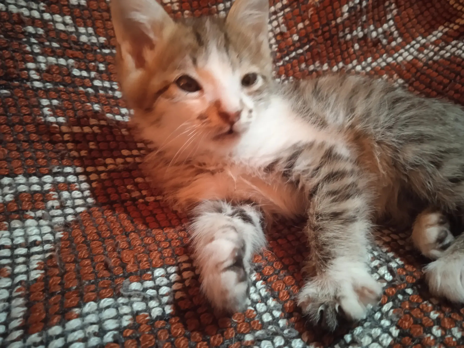 Котёнок - Туркменабат - img 3