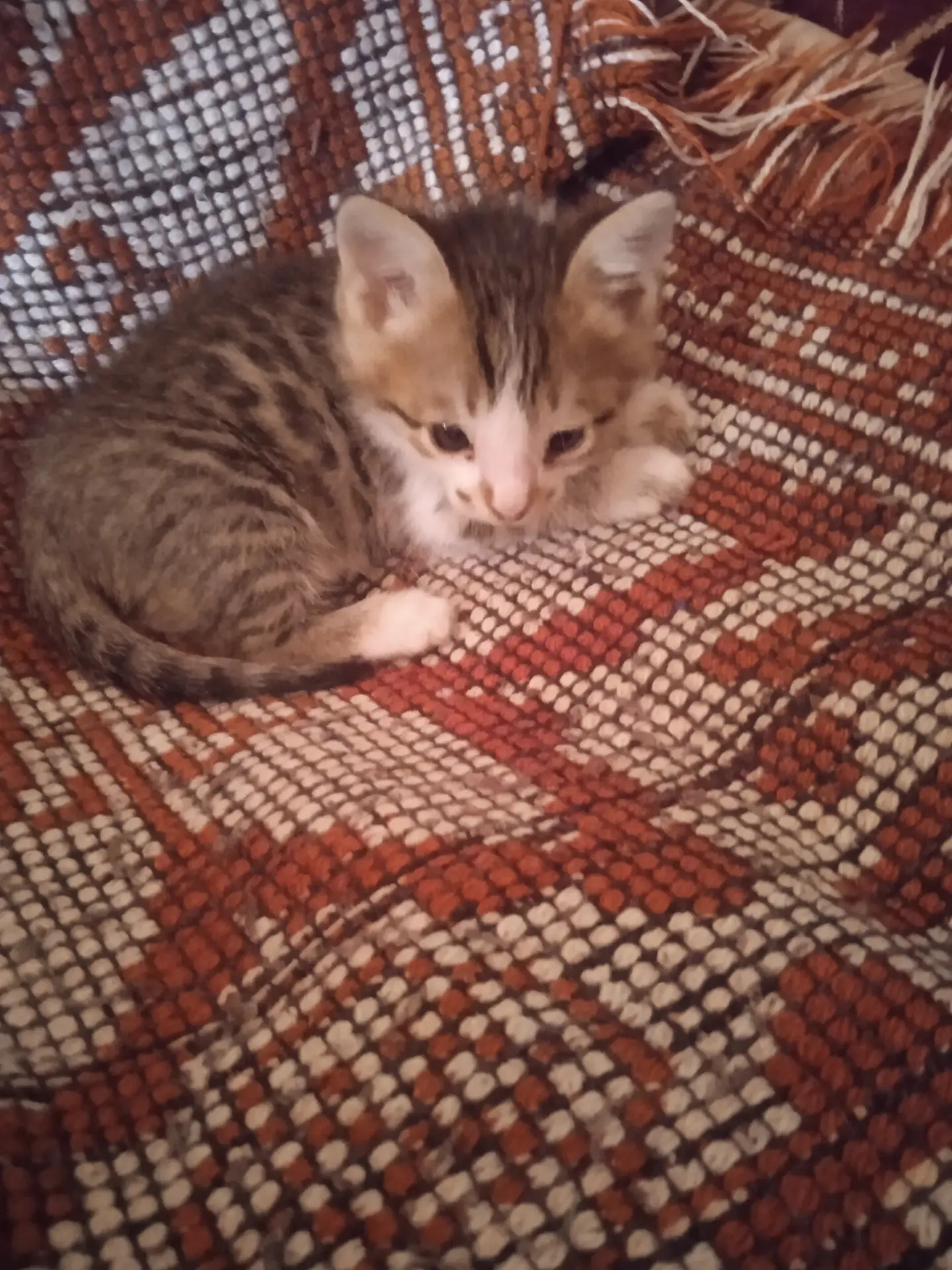 Котёнок - Туркменабат - img 4