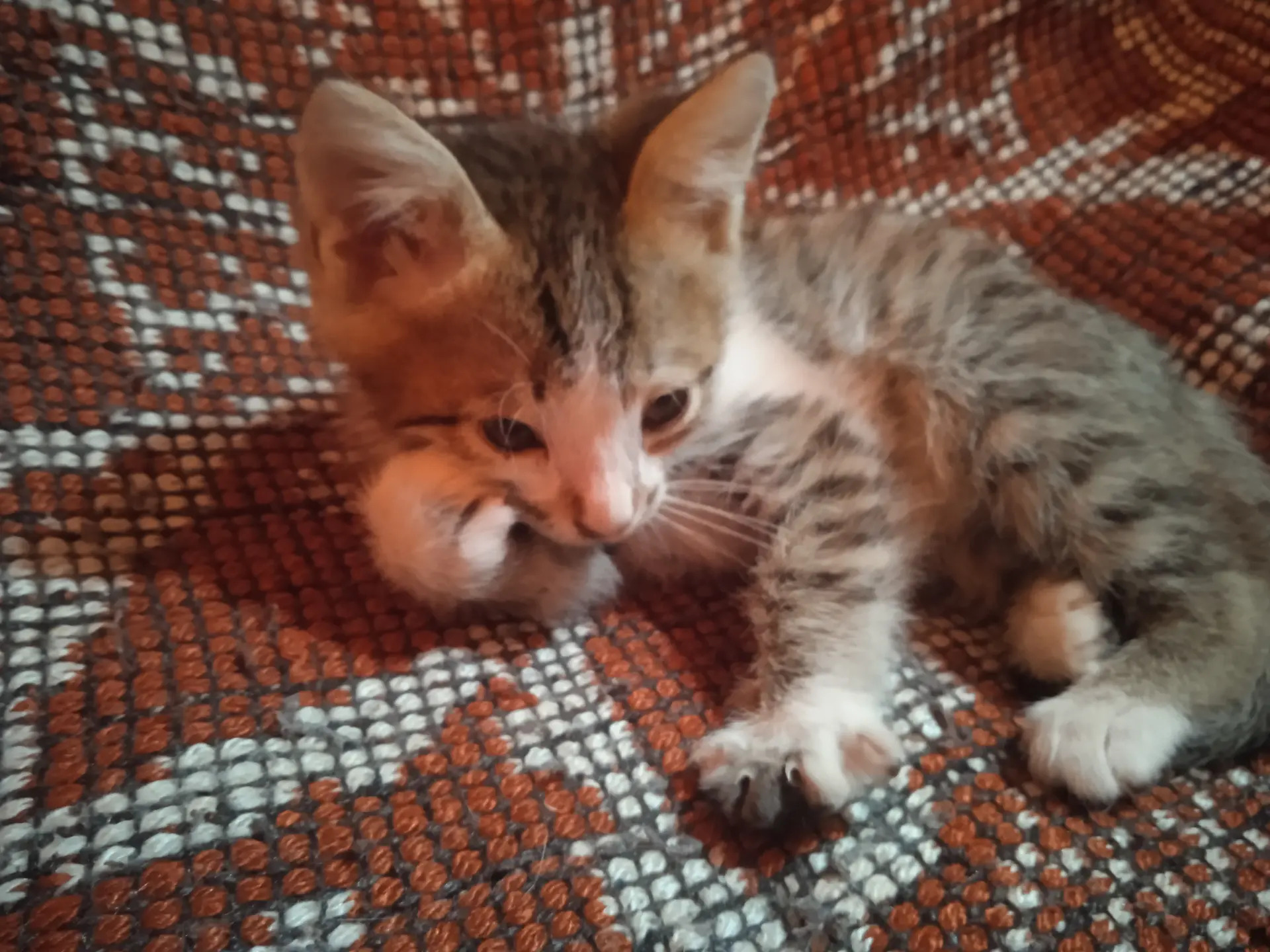 Котёнок - Туркменабат - img 2