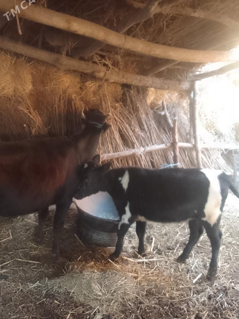 саглык сыгыр - Çärjew - img 2