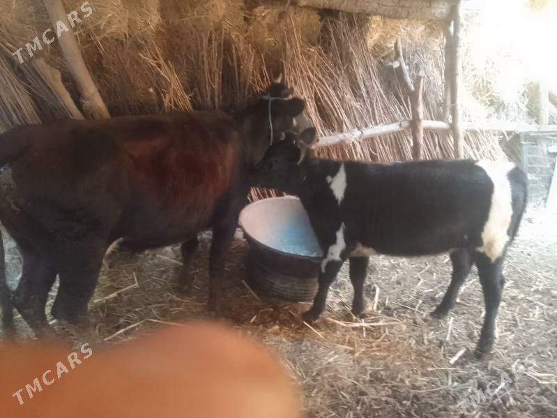 саглык сыгыр - Çärjew - img 3