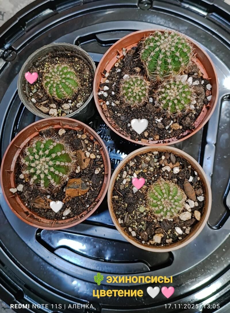 кактусы 10м-75м - Гаудан "В" - img 6