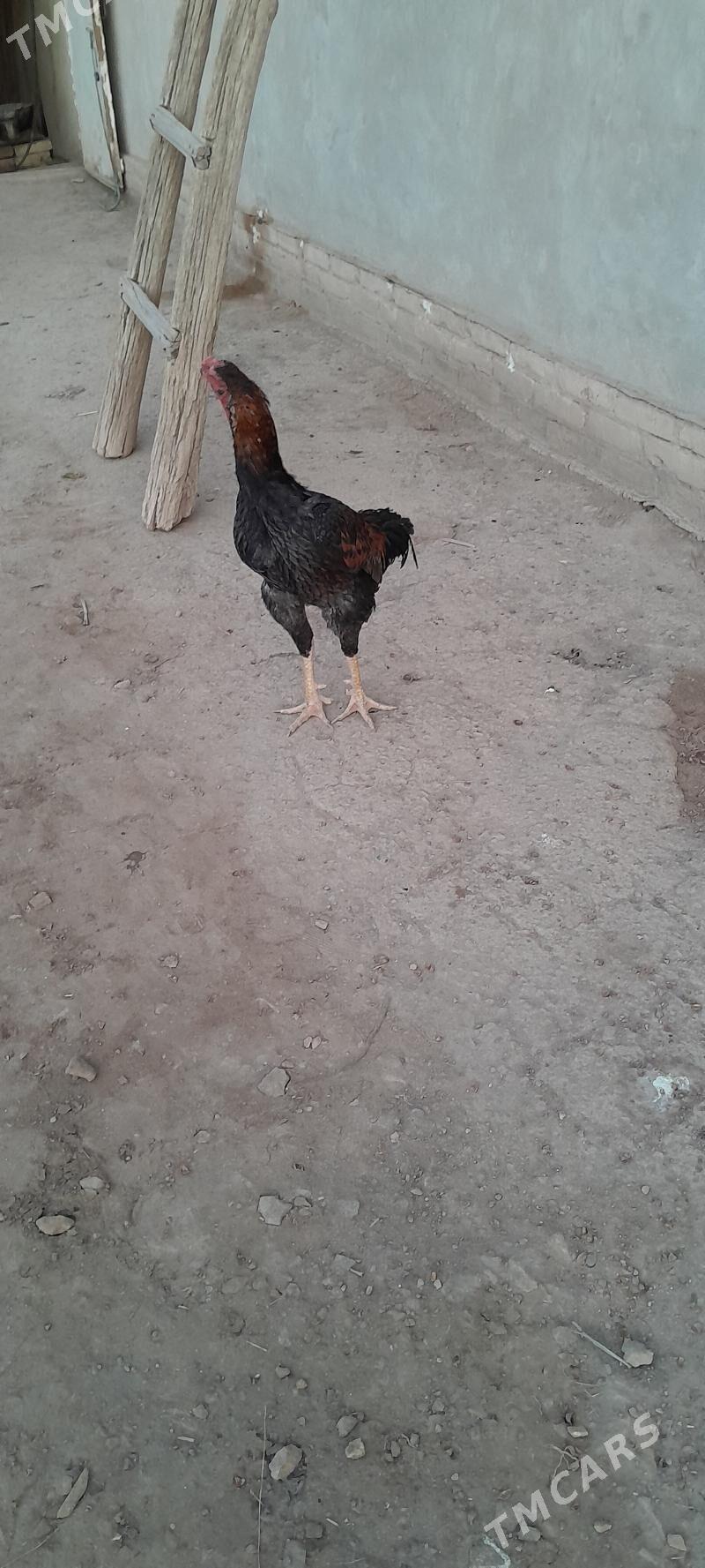 horaz - Görogly (Tagta) - img 5