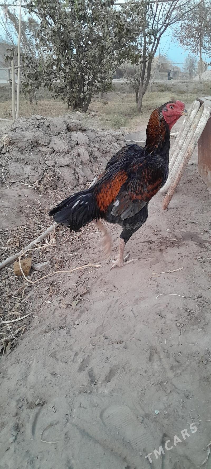 horaz - Görogly (Tagta) - img 6