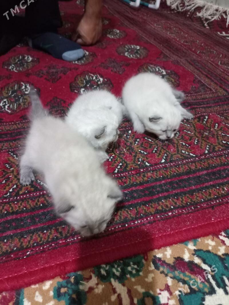 pişik - Türkmenabat - img 3