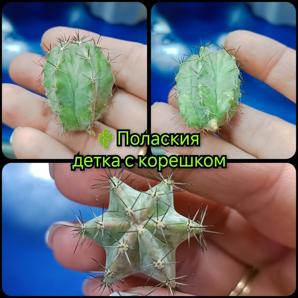 кактусы 10м-75м - Гаудан "В" - img 8