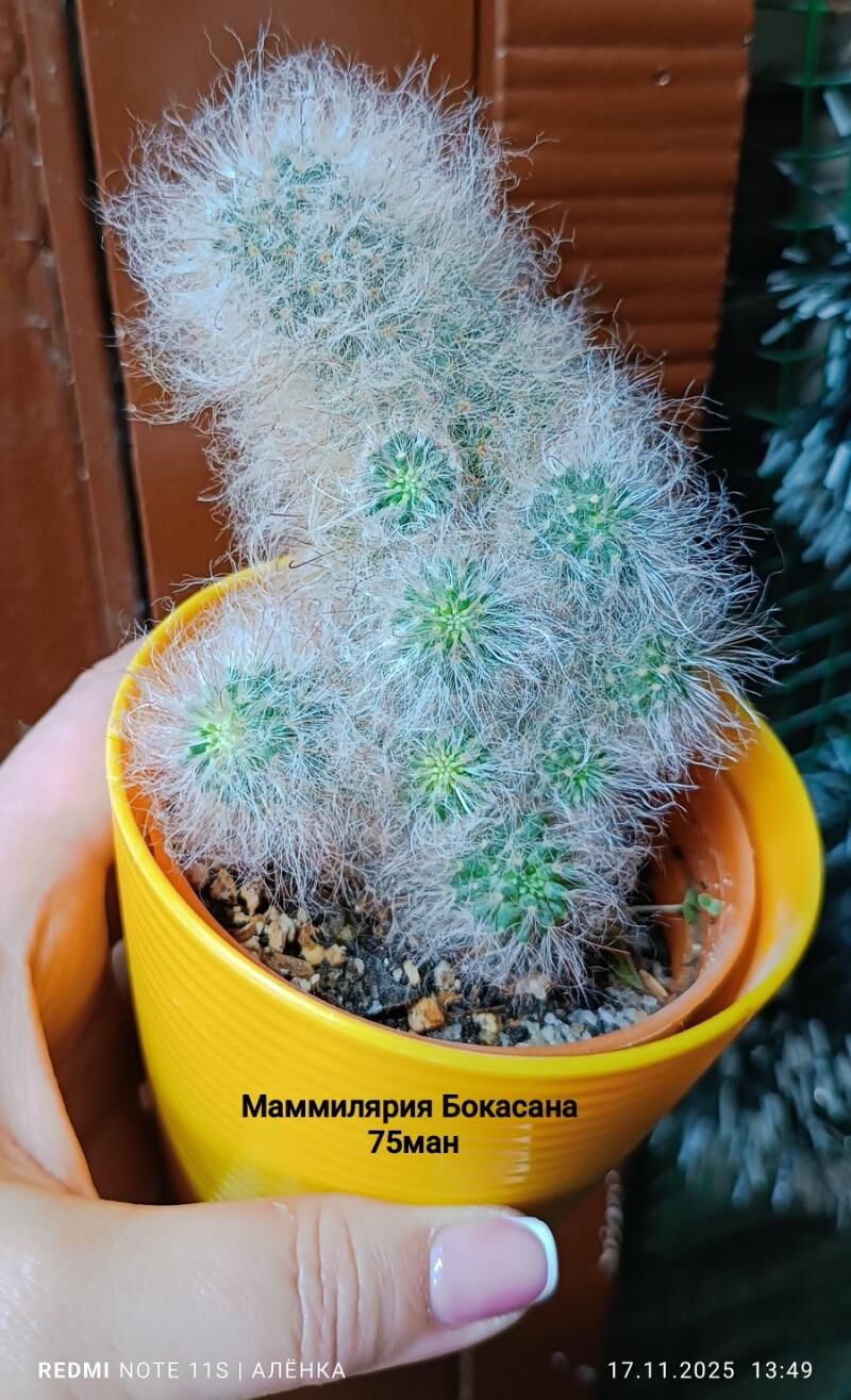 кактусы 10м-75м - Гаудан "В" - img 7