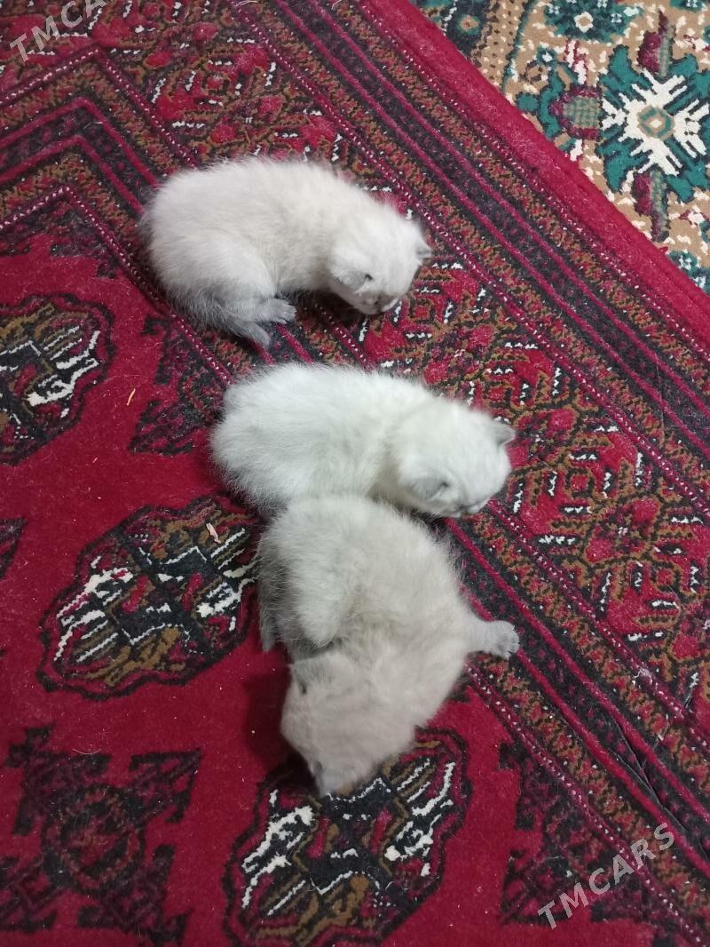 pişik - Türkmenabat - img 5