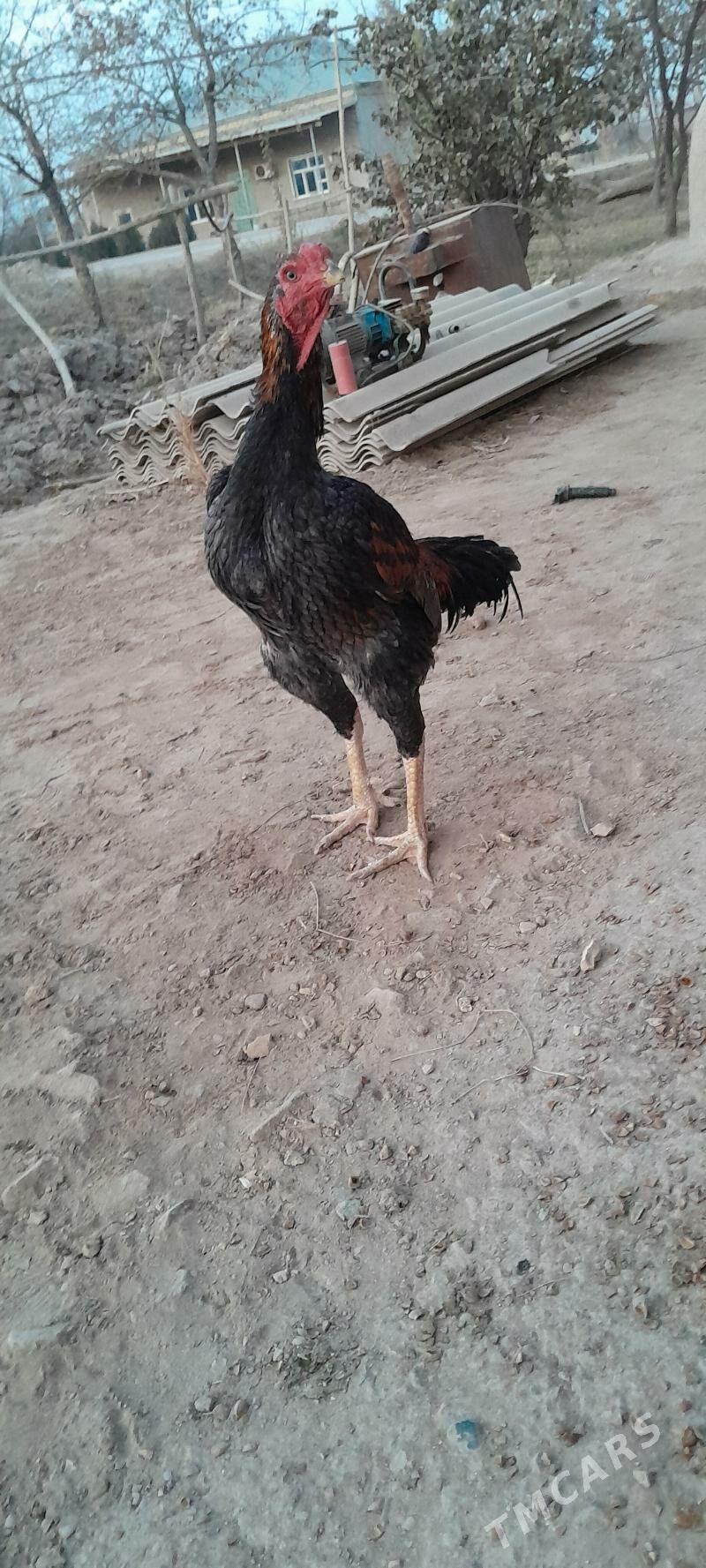 horaz - Görogly (Tagta) - img 3