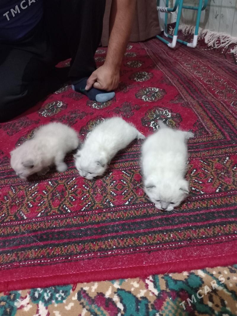 pişik - Türkmenabat - img 6