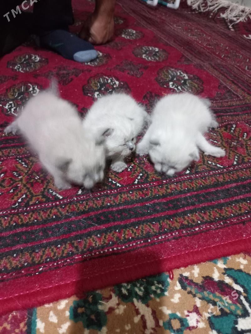 pişik - Türkmenabat - img 2