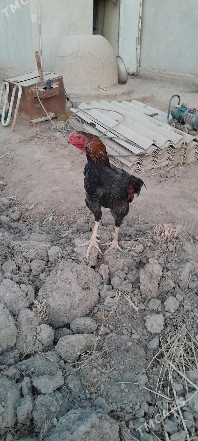 horaz - Görogly (Tagta) - img 4