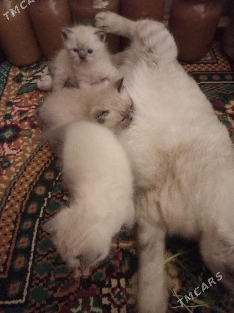 pişik - Türkmenabat - img 4