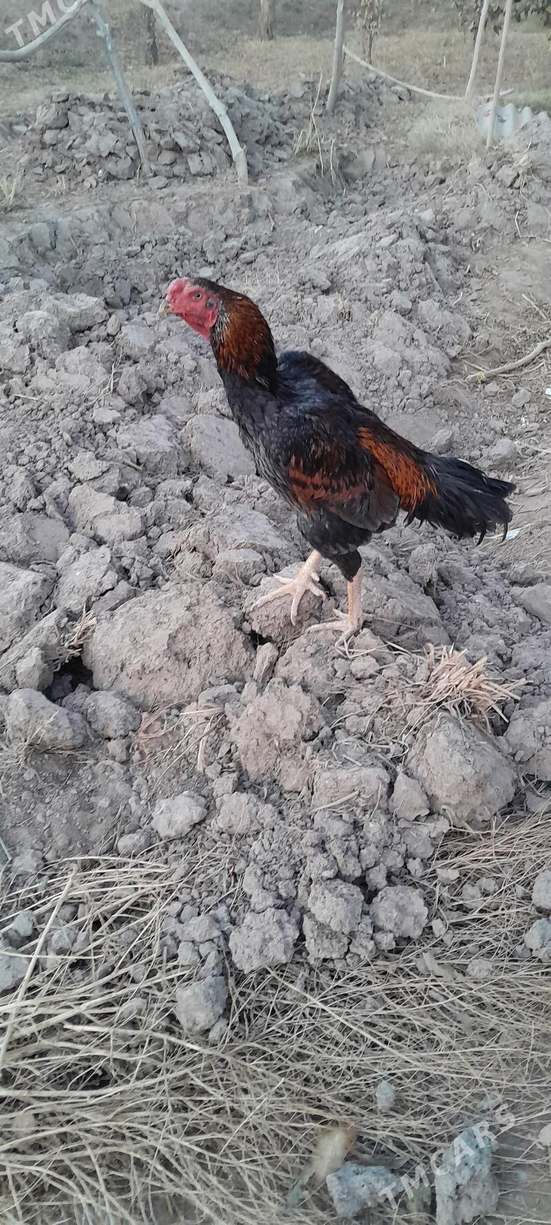 horaz - Görogly (Tagta) - img 7