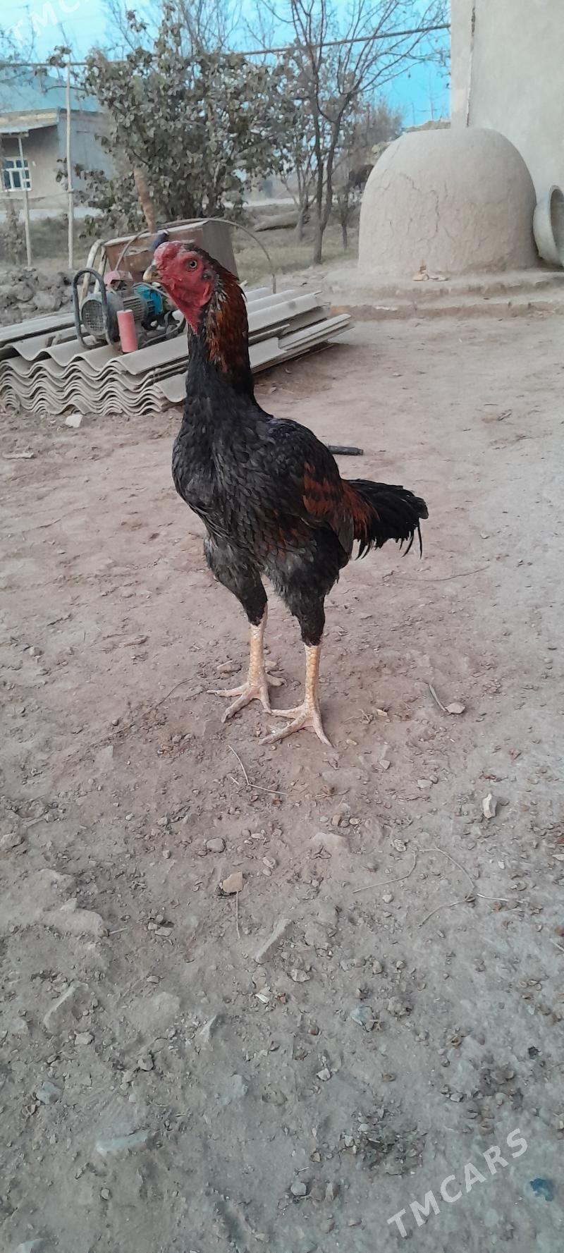 horaz - Görogly (Tagta) - img 2