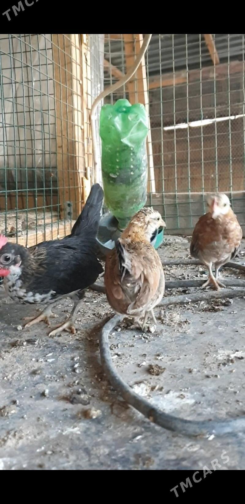 karlik prasdoy - Kaka - img 3