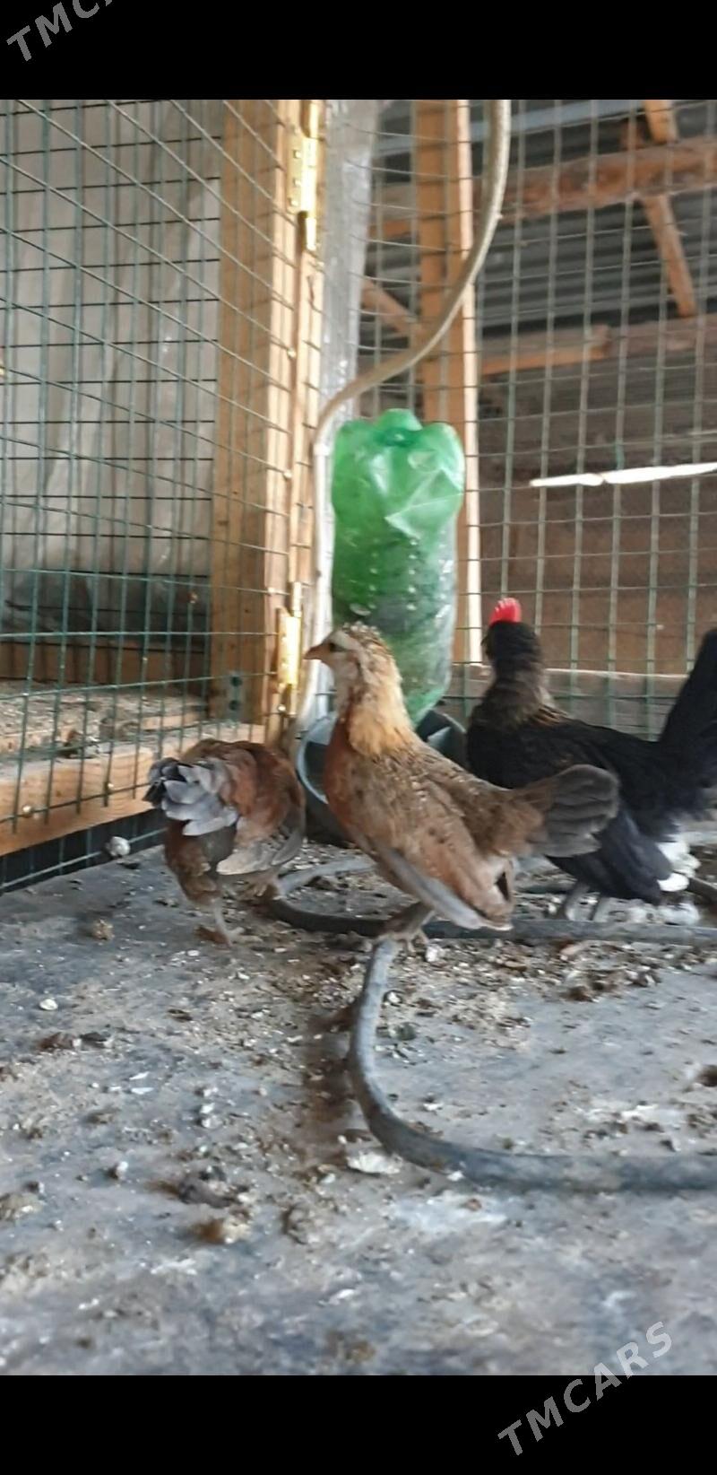 karlik prasdoy - Kaka - img 4