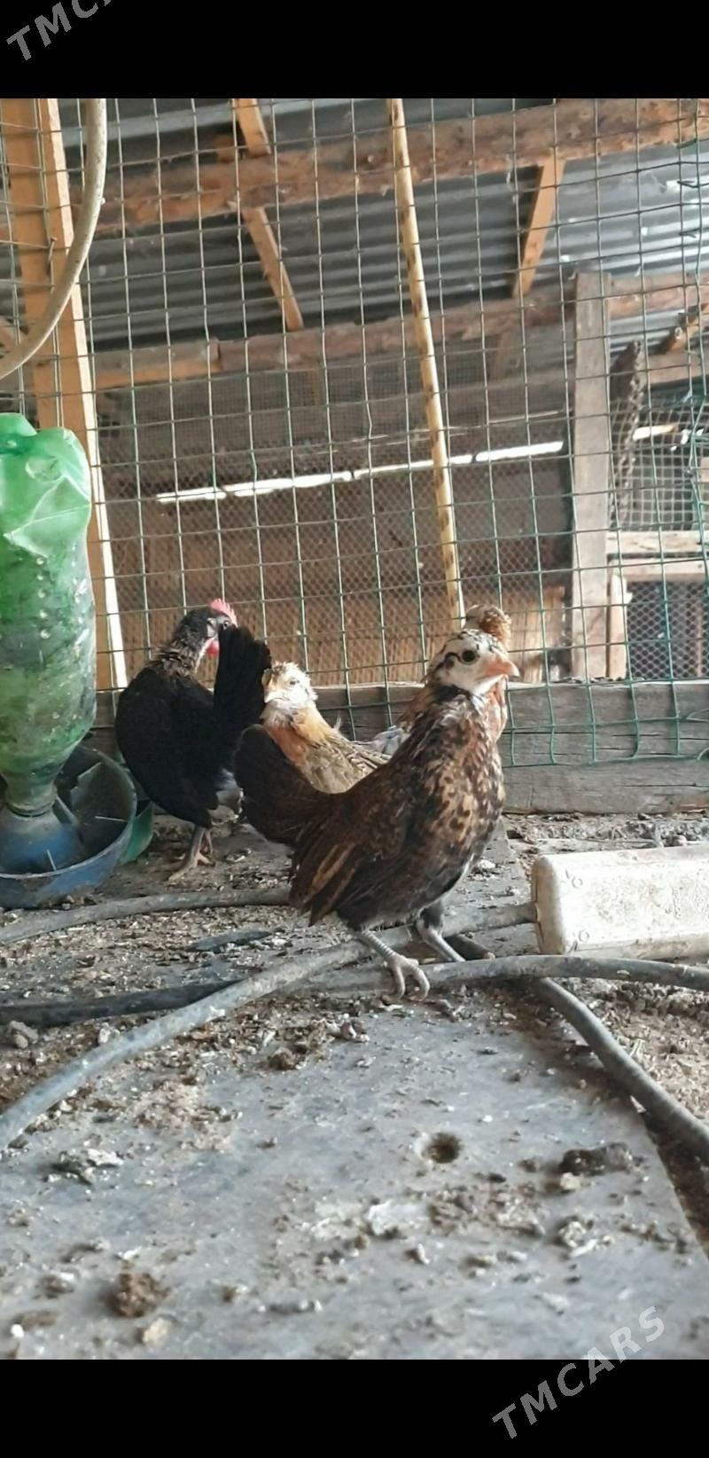 karlik prasdoy - Kaka - img 2