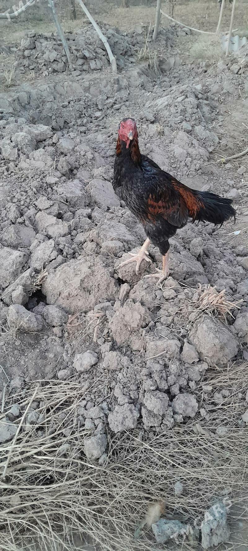 horaz - Görogly (Tagta) - img 8