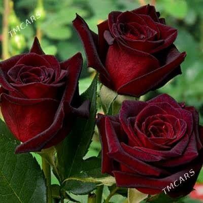 Satlyk taşkent roza - Türkmenabat - img 2