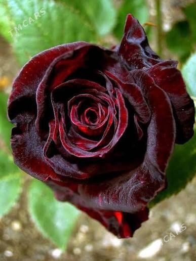 Satlyk taşkent roza - Türkmenabat - img 1