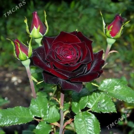 Satlyk taşkent roza - Türkmenabat - img 3