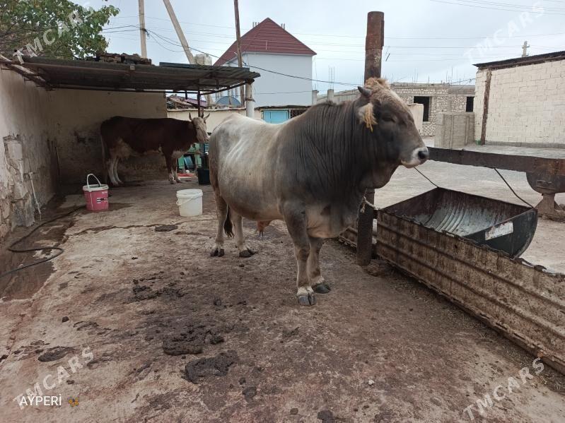 Öküz - Балканабат - img 2