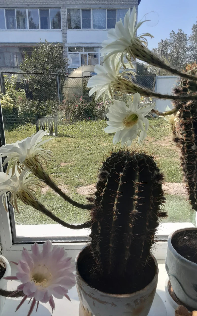 кактусы 10м-75м - Гаудан "В" - img 9