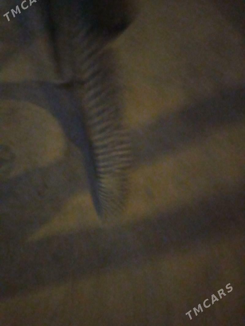 Turkmenistan - Boldumsaz - img 3