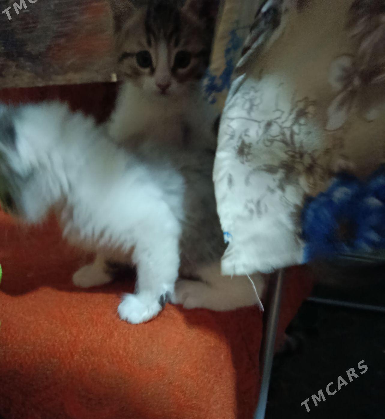 Котята - 4 mkr - img 4